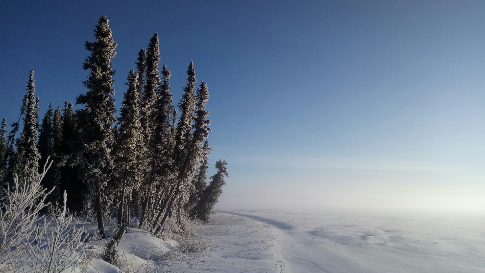 Árboles cubiertos de escarcha en un paisaje nevado