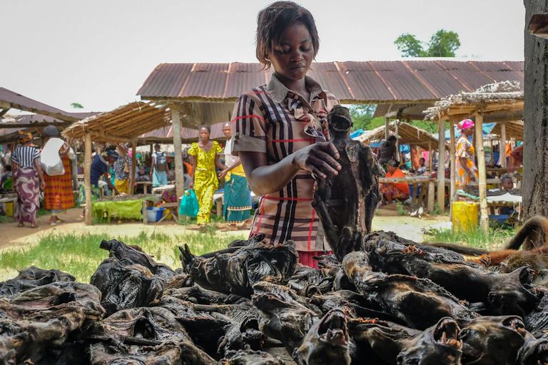 Central Africa’s wild meat dilemma: why outright bans threaten food ...