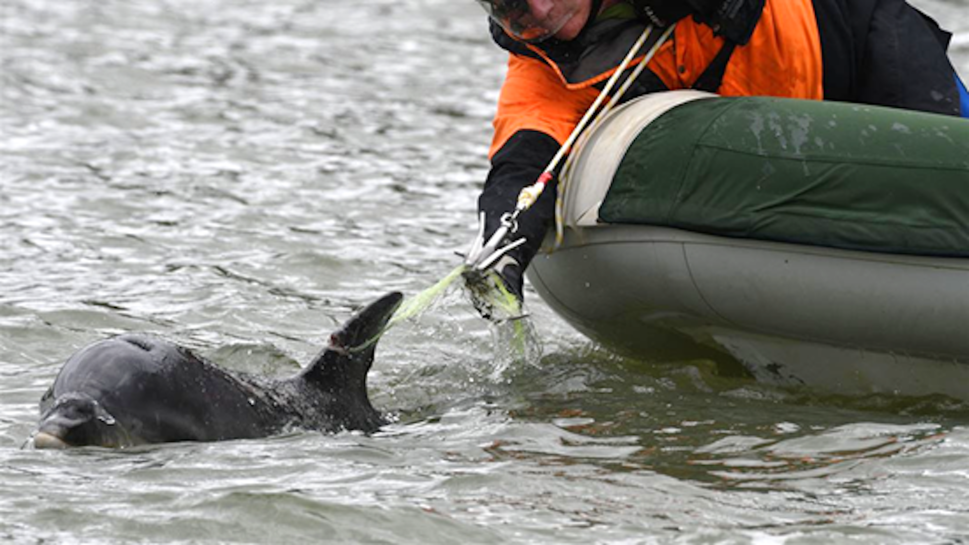 A person in an inflatable boat cutting a dolphin free from a rope
