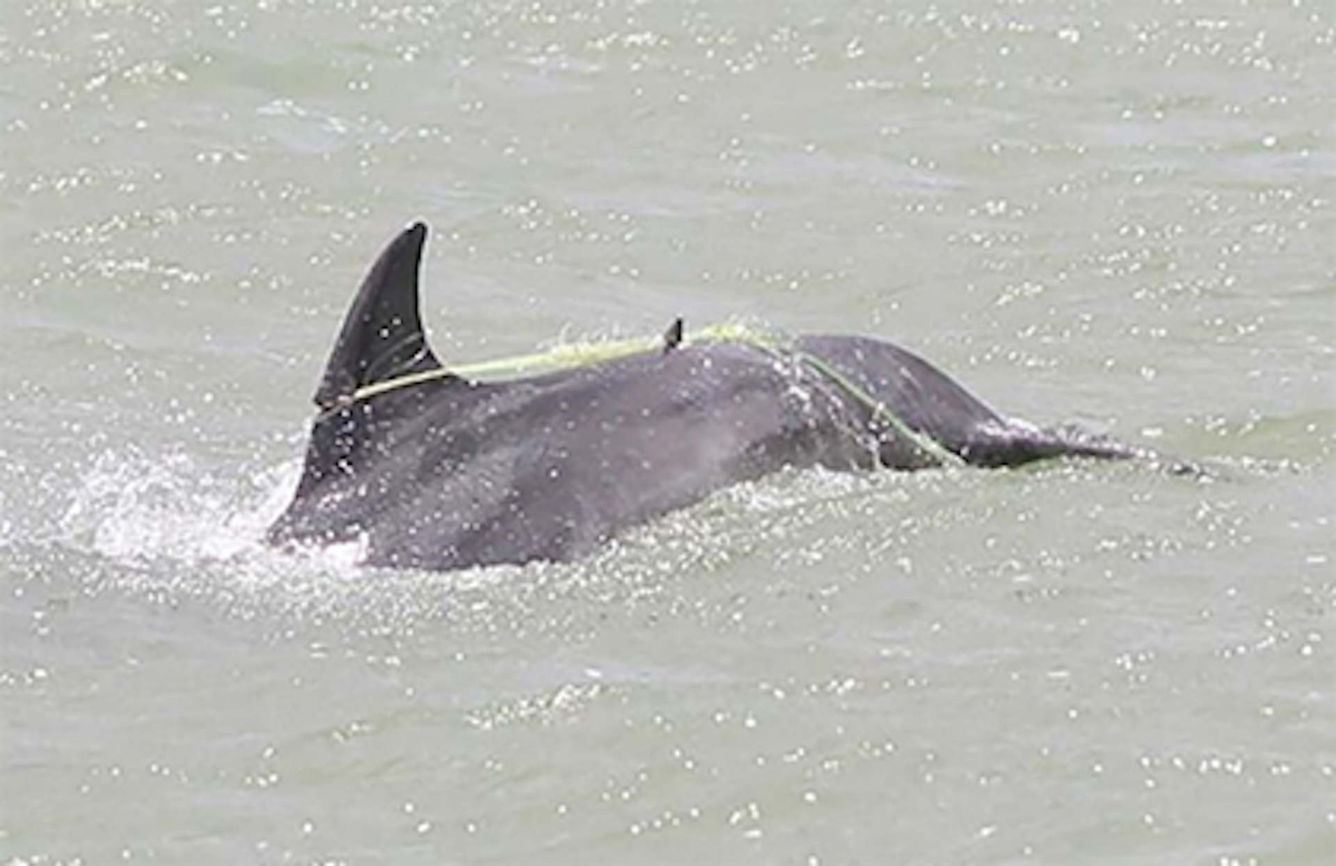 A dolphin swimming and dragging fishing gear