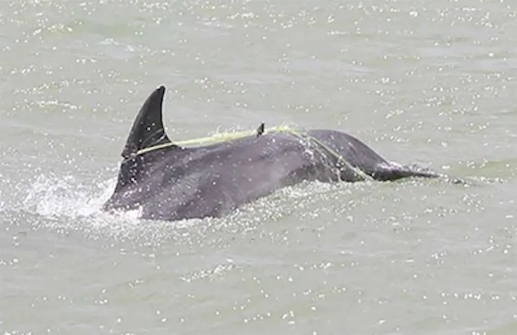 A dolphin swimming and dragging fishing gear