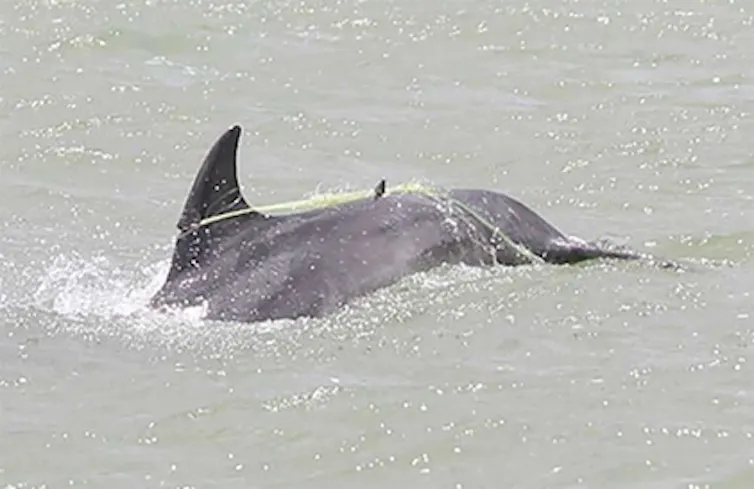 A dolphin swimming and dragging fishing gear