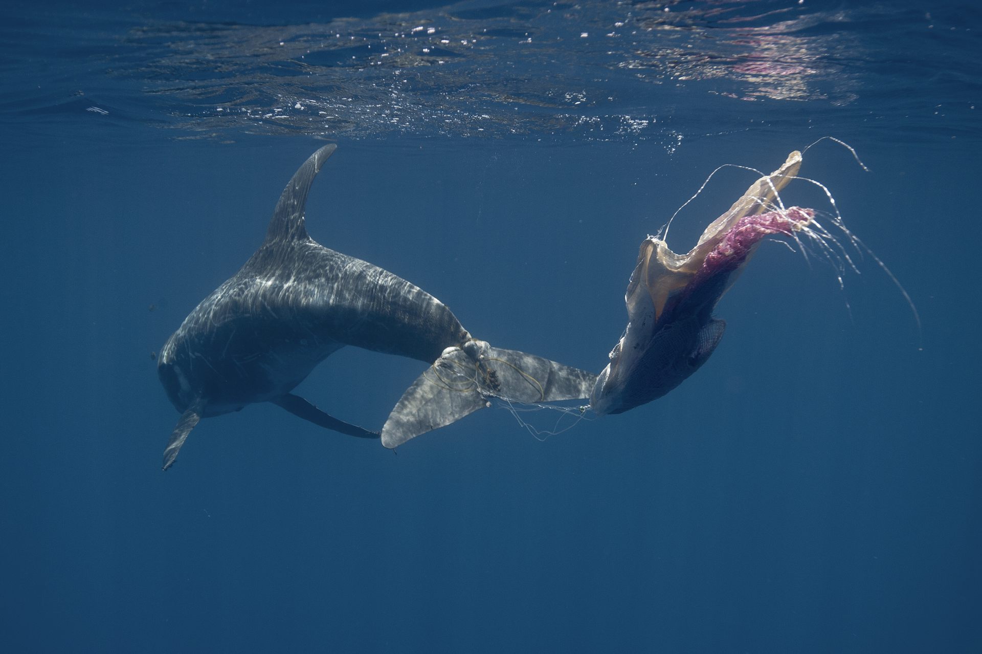 Entanglement injuries cause prolonged suffering for whales and dolphins – early intervention is crucial