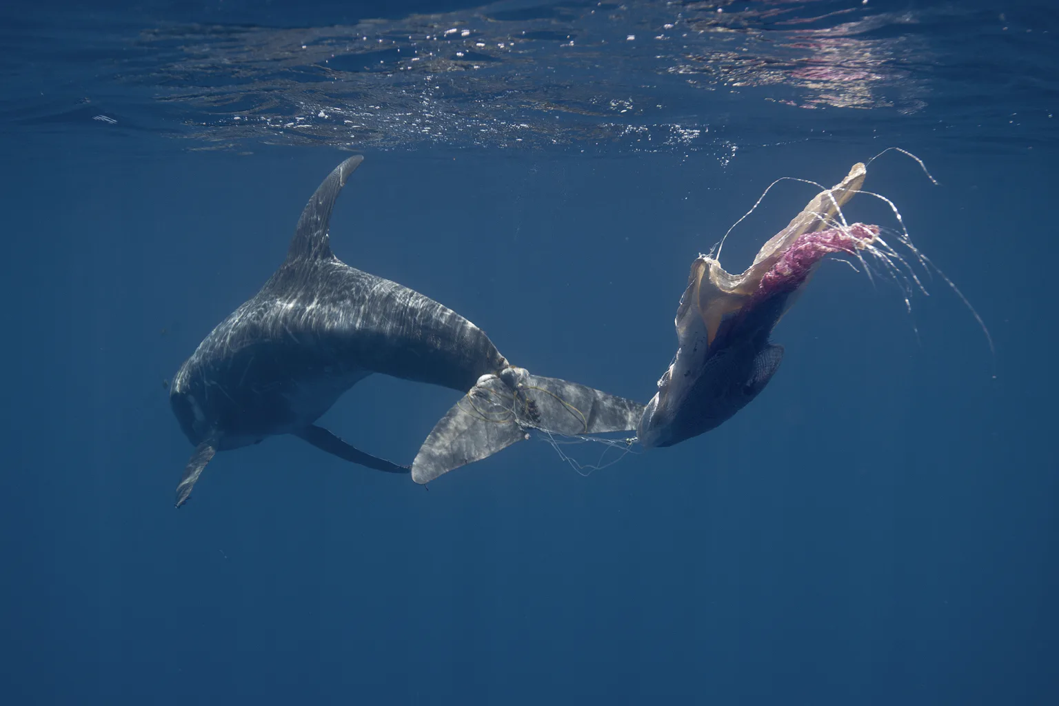 Entanglement injuries cause prolonged suffering for whales and dolphins ...