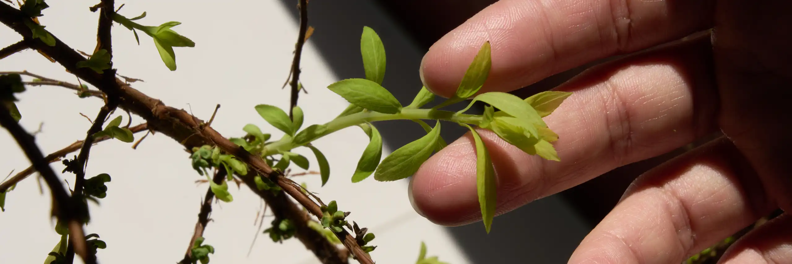 Unos dedos sujetan las hojas de una planta
