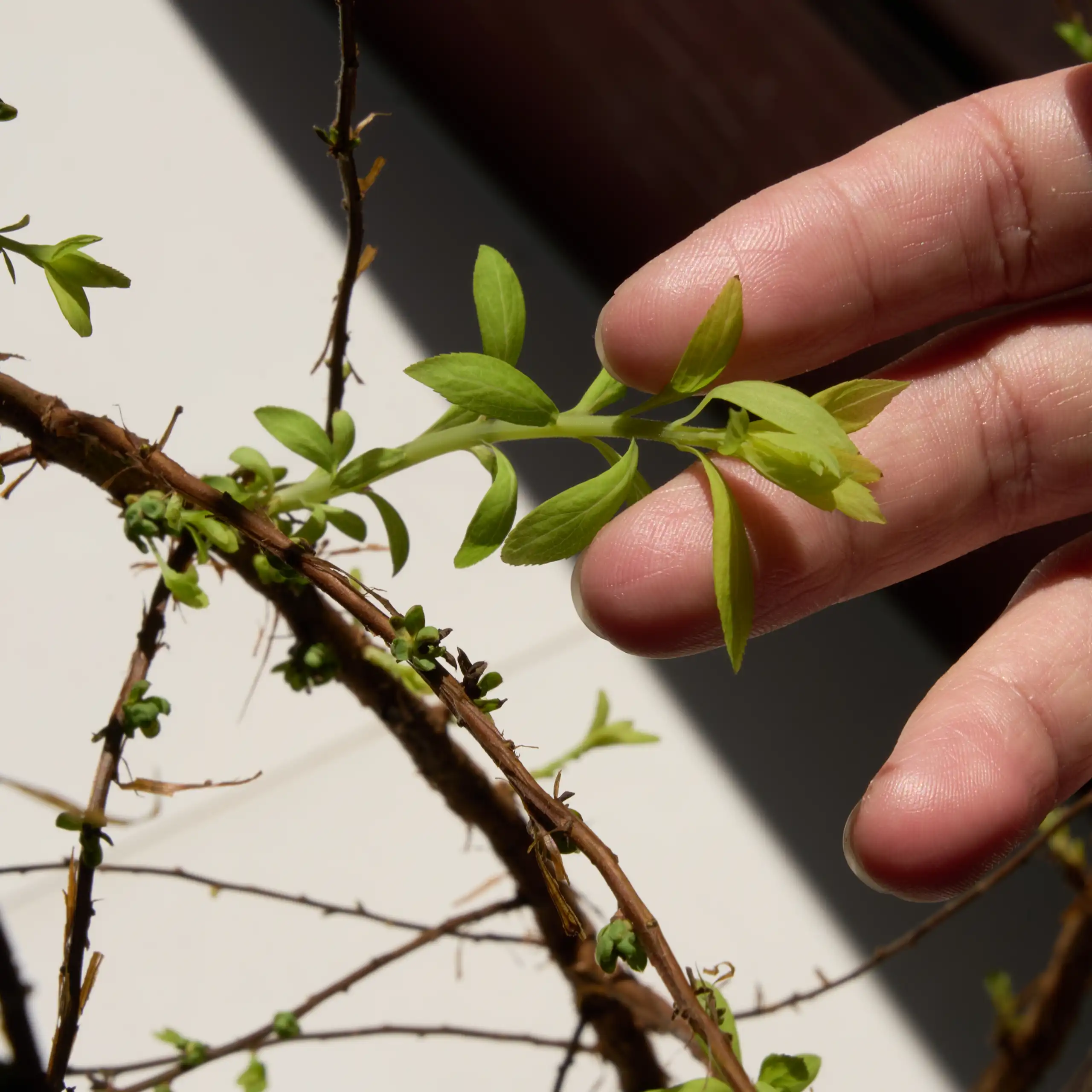 Unos dedos sujetan las hojas de una planta