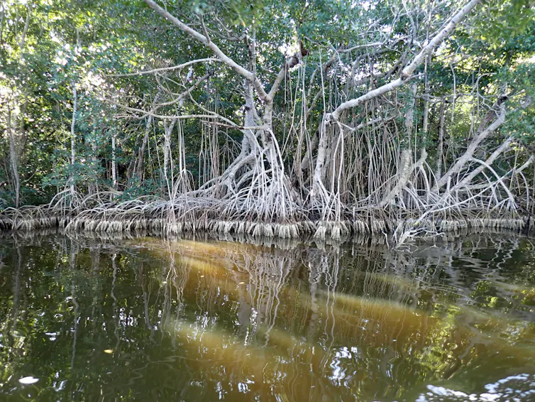 Mangroves put down roots in a coastal area.