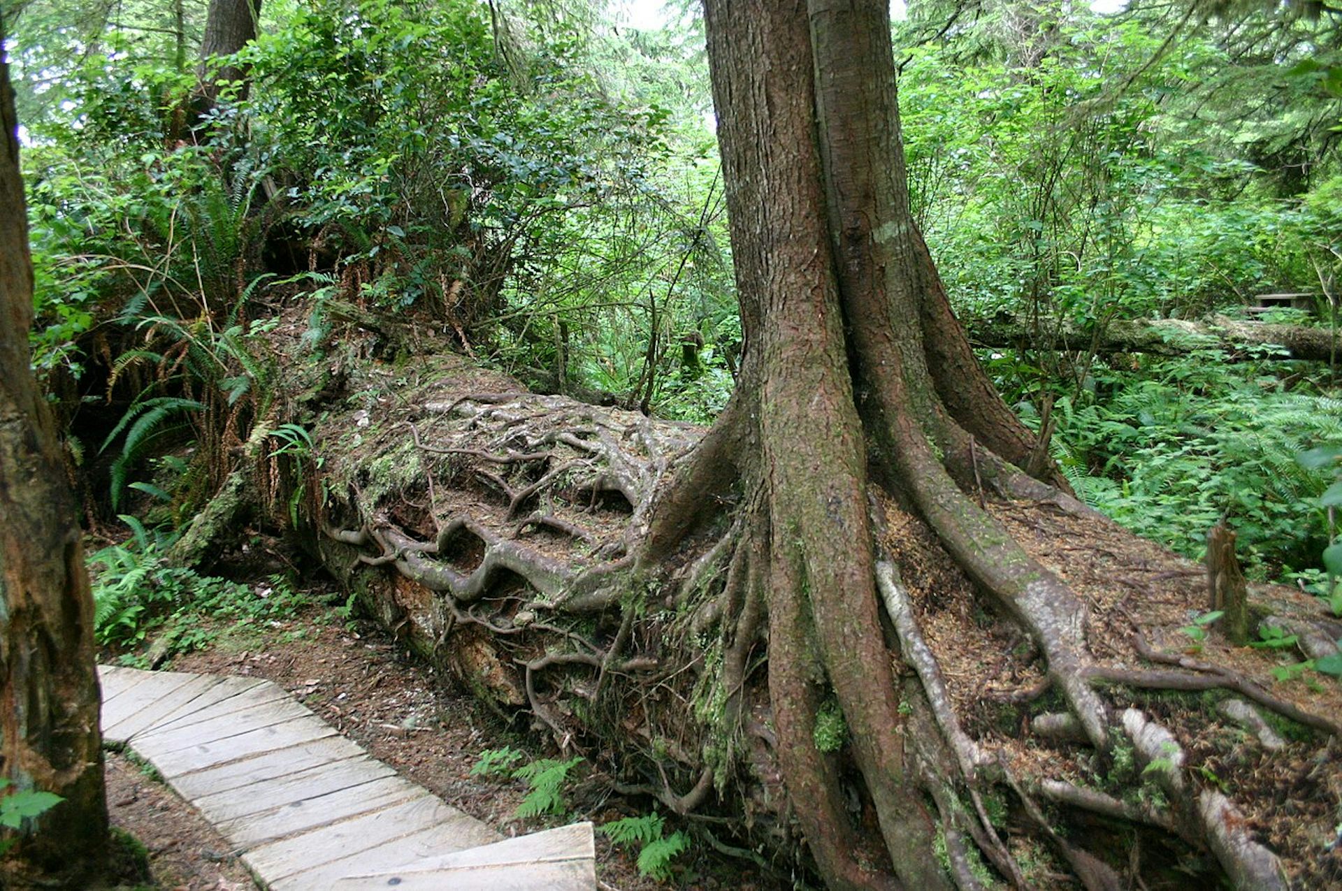 Life after death: From burned trees to bleached corals, how dead organisms live on as the building blocks of new life