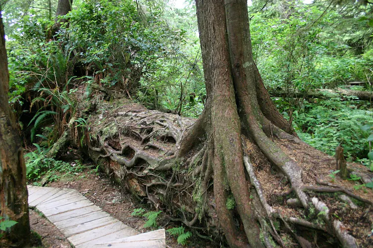 Trees of different ages grow from a fallen log.