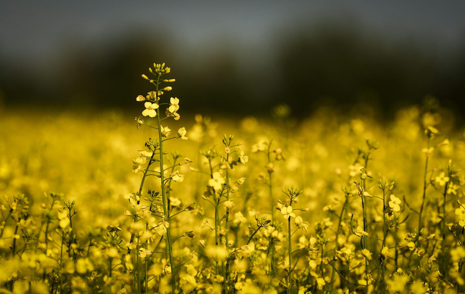 Rising geoplitical tensions show why Canada’s agri-food trade strategy needs to change
