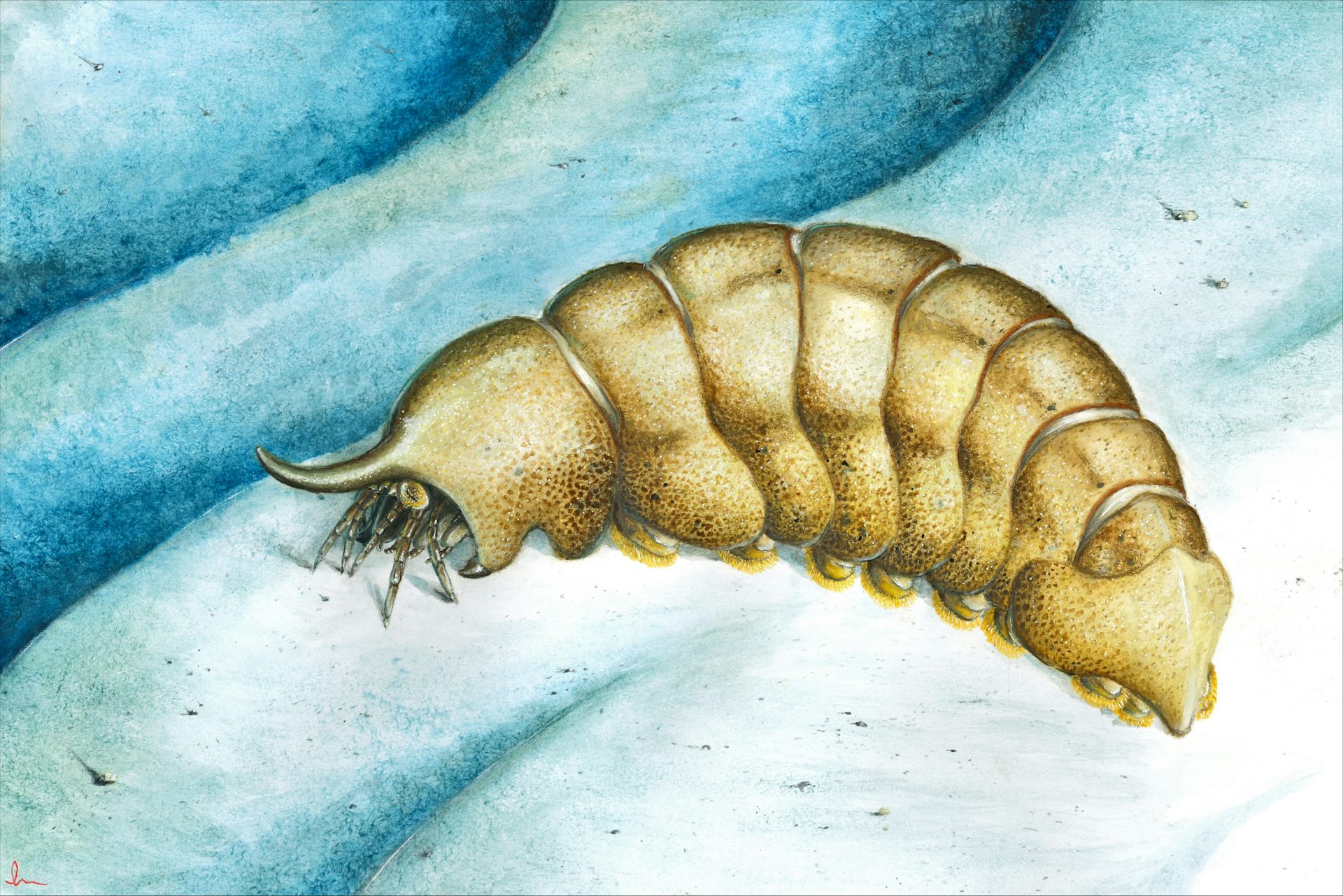 500-million-year-old fossil helps fill a strange gap in our record of life on Earth