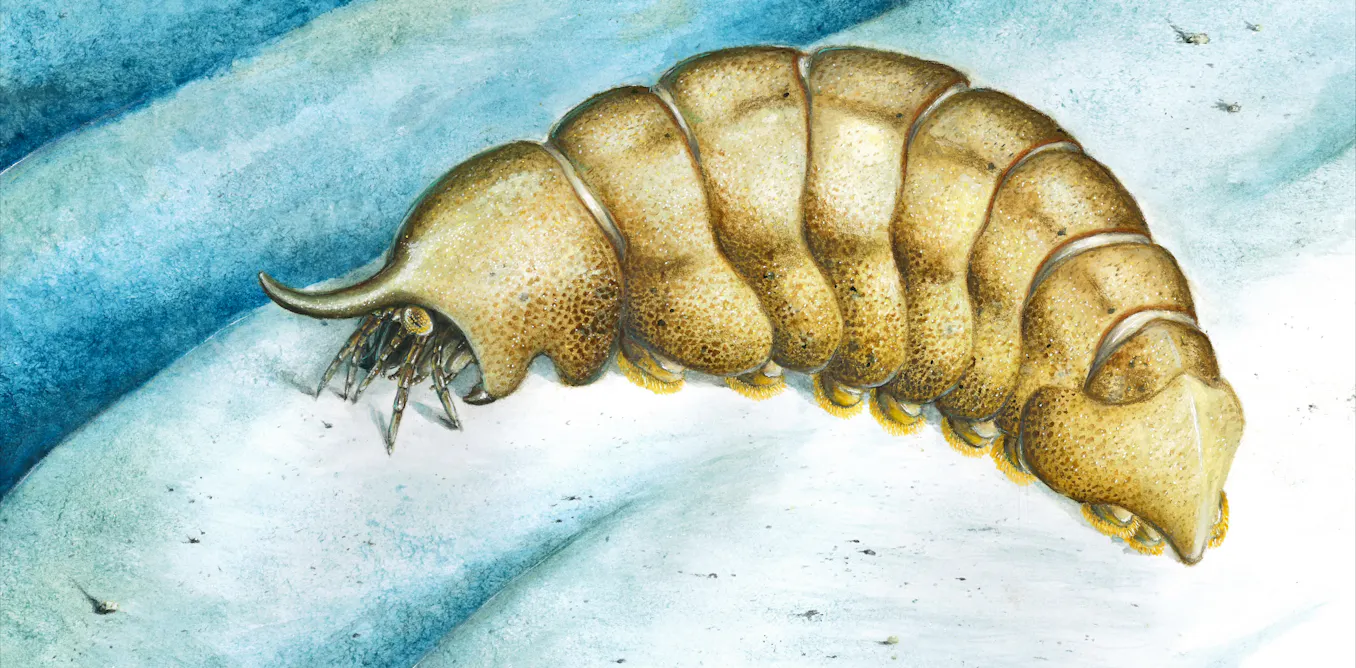 500-million-year-old fossil helps fill a strange gap in our record of life on Earth - The Conversation image