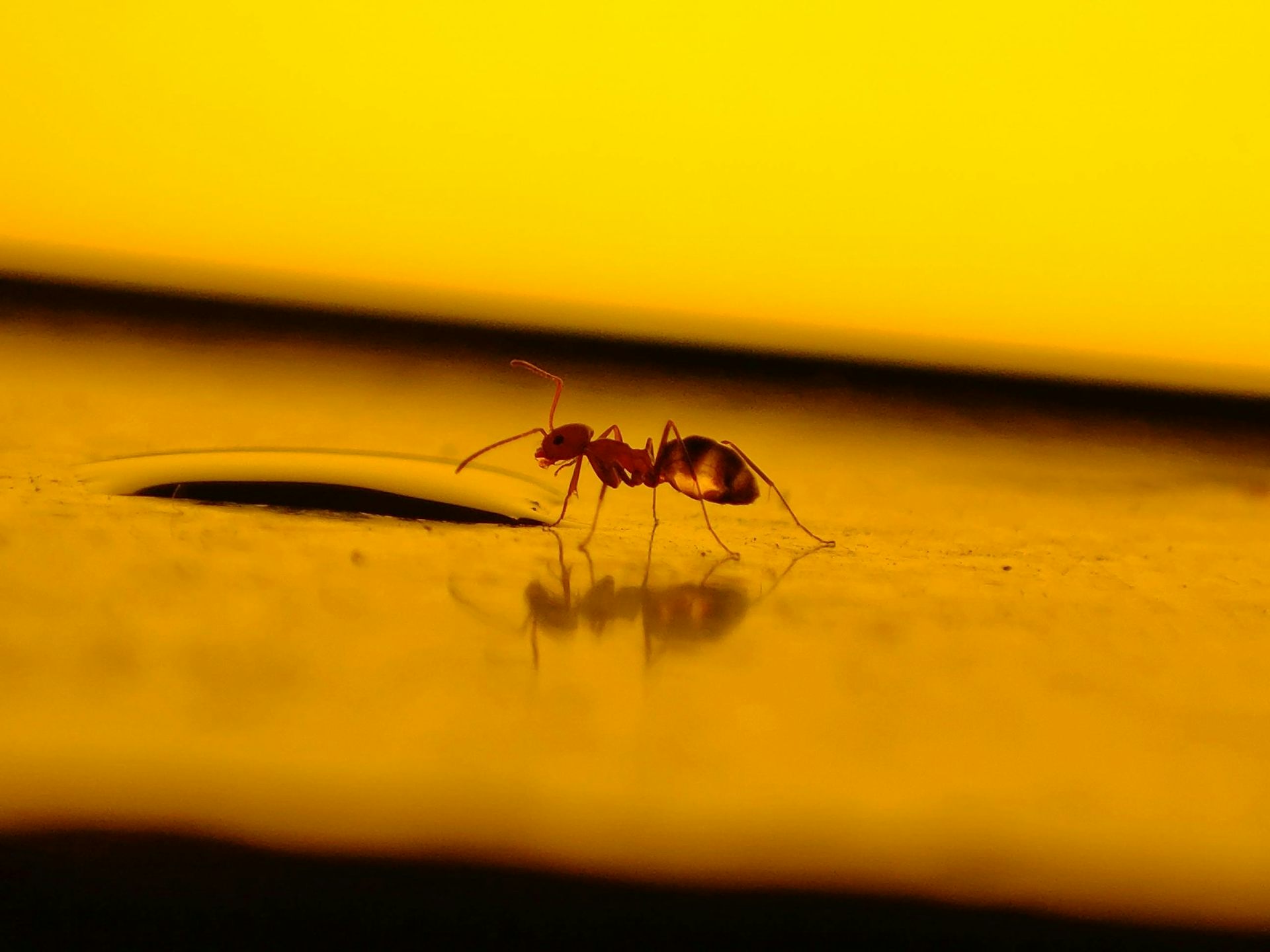 I don’t want to kill the spiders, ants and other bugs in my house. What should I do instead?