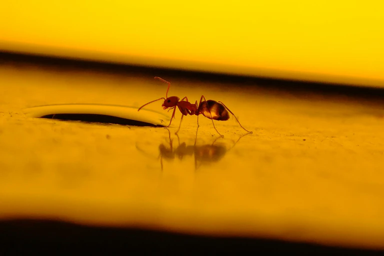 An ant crawls along a golden surface.