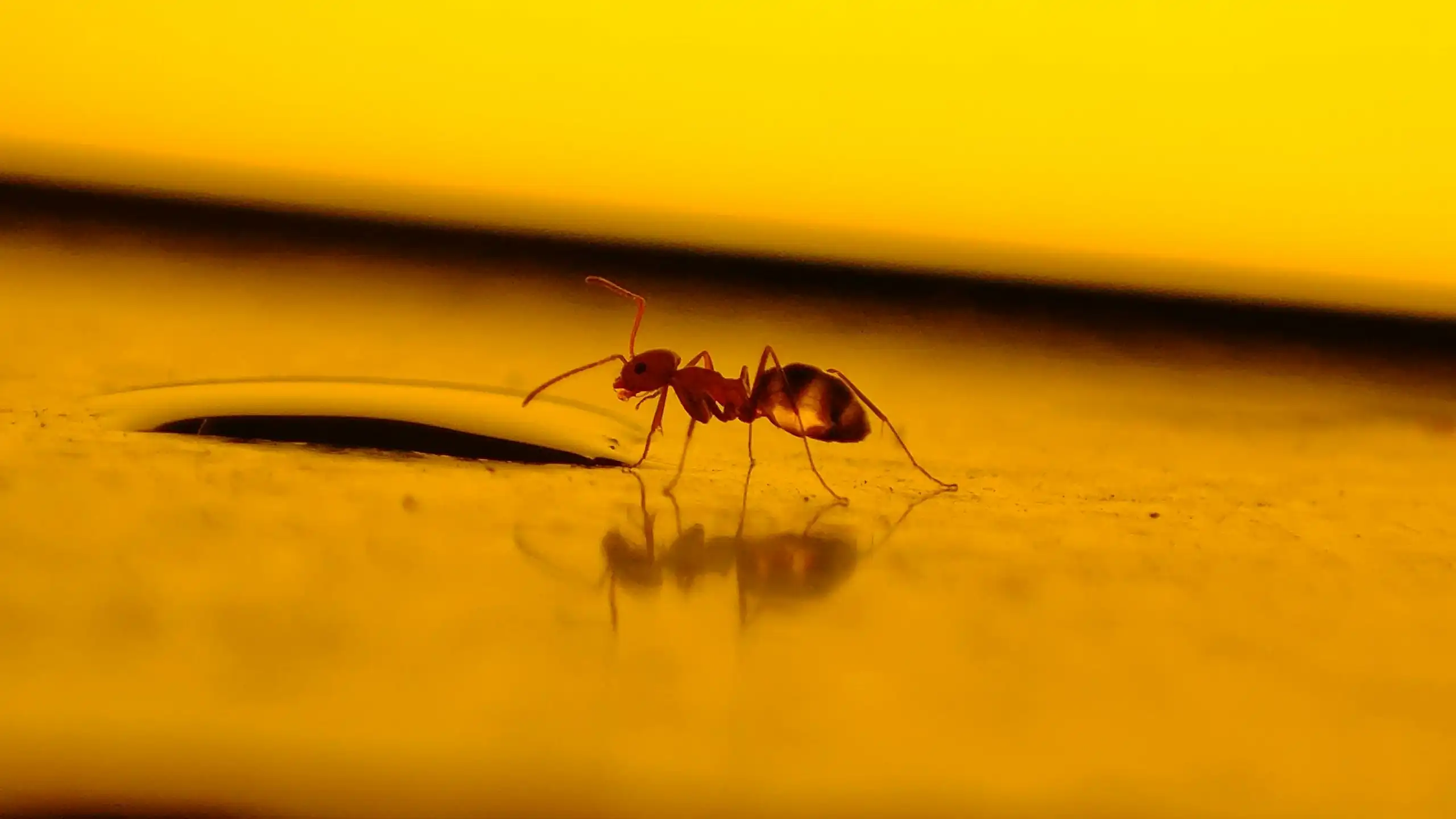 An ant crawls along a golden surface.
