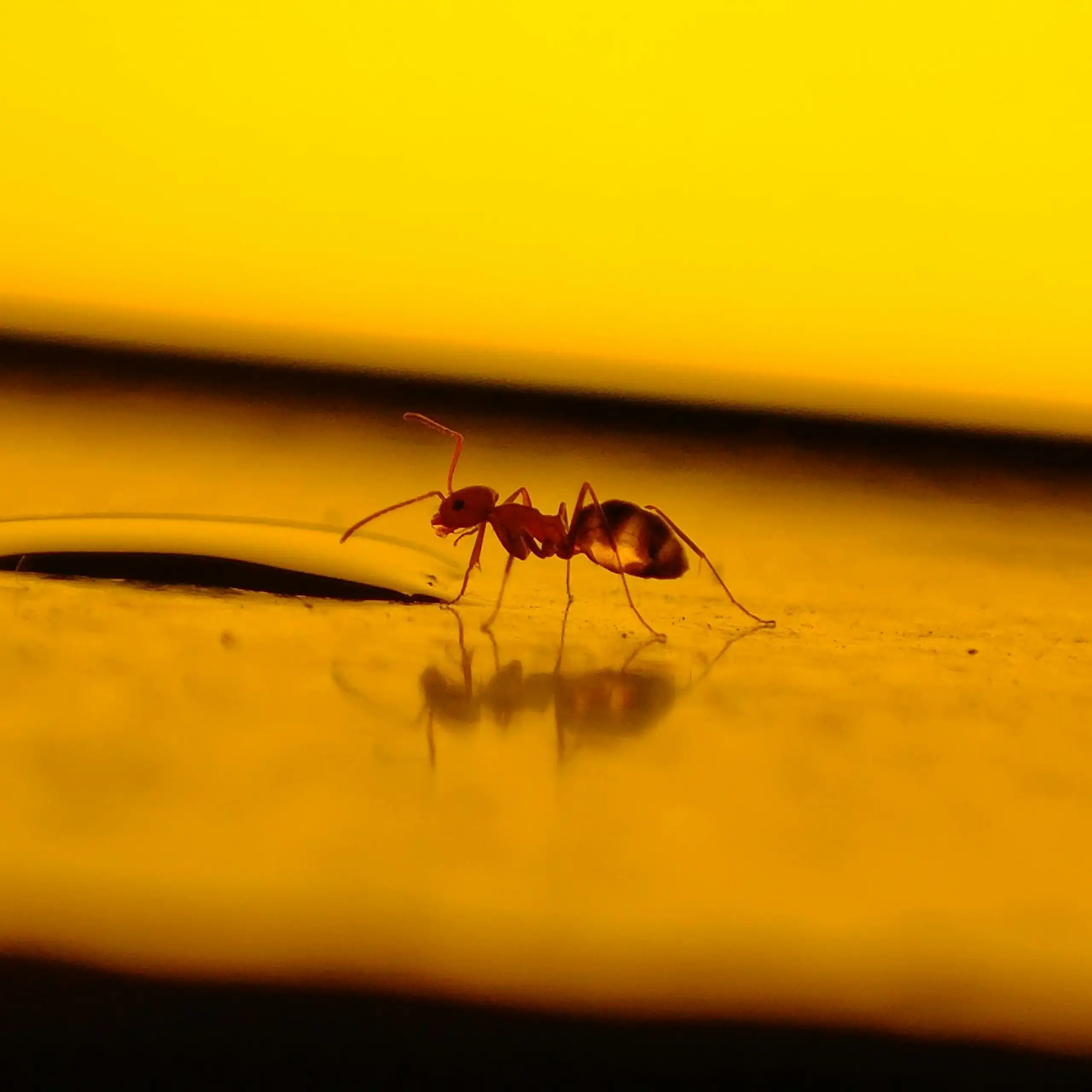 An ant crawls along a golden surface.