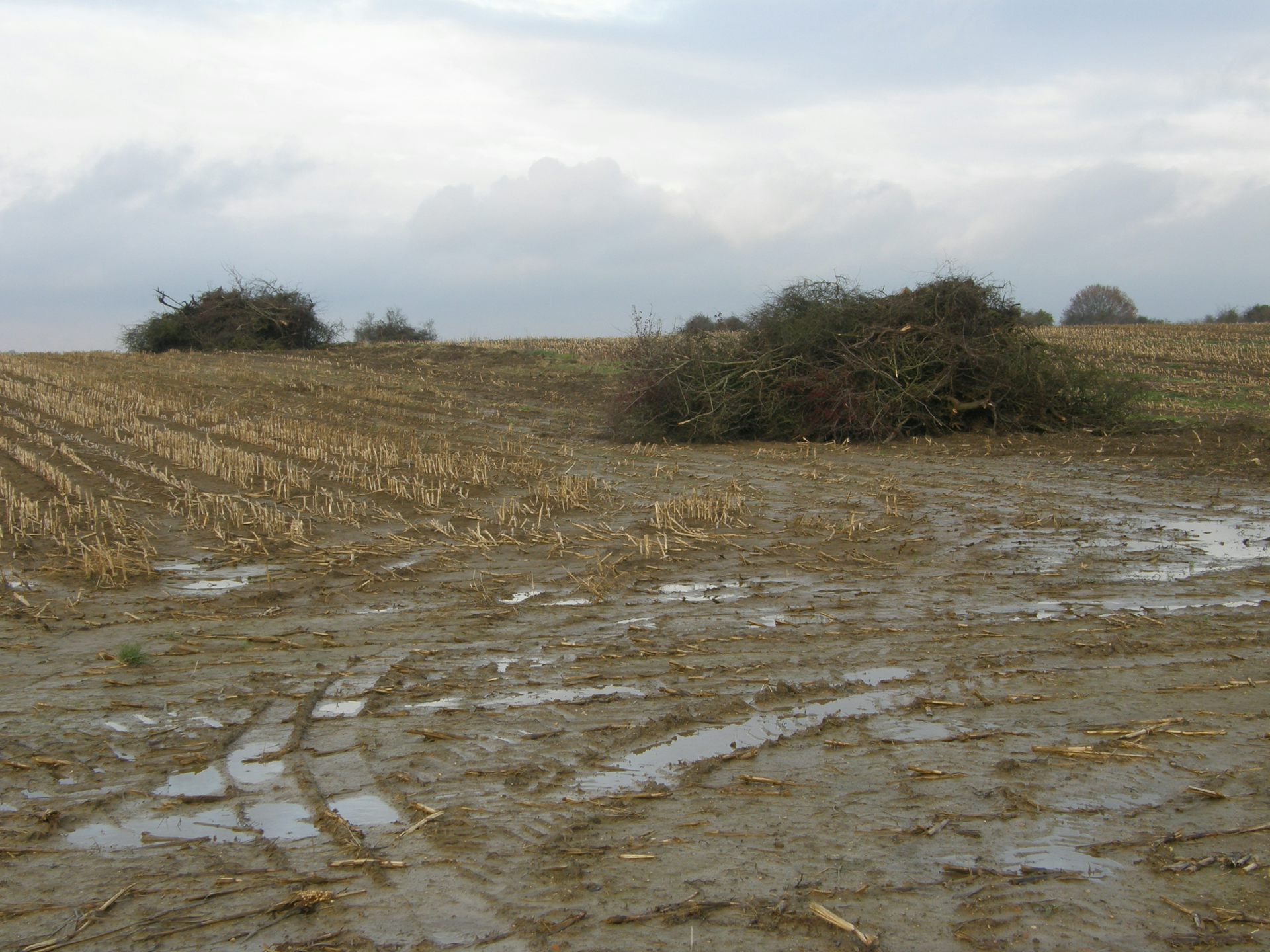 Réville-aux-Bois (Meuse). Arrachage d’une haie entre deux champs de maïs, après le retournement d’une prairie