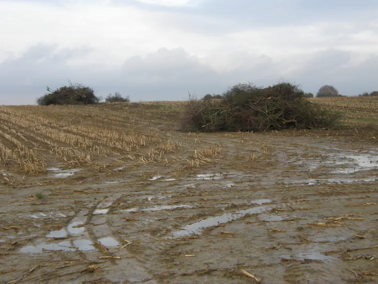 Réville-aux-Bois (Meuse). Arrachage d’une haie entre deux champs de maïs, après le retournement d’une prairie