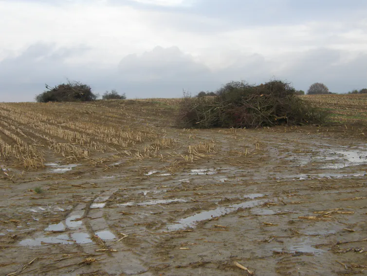 Réville-aux-Bois (Meuse). Arrachage d’une haie entre deux champs de maïs, après le retournement d’une prairie