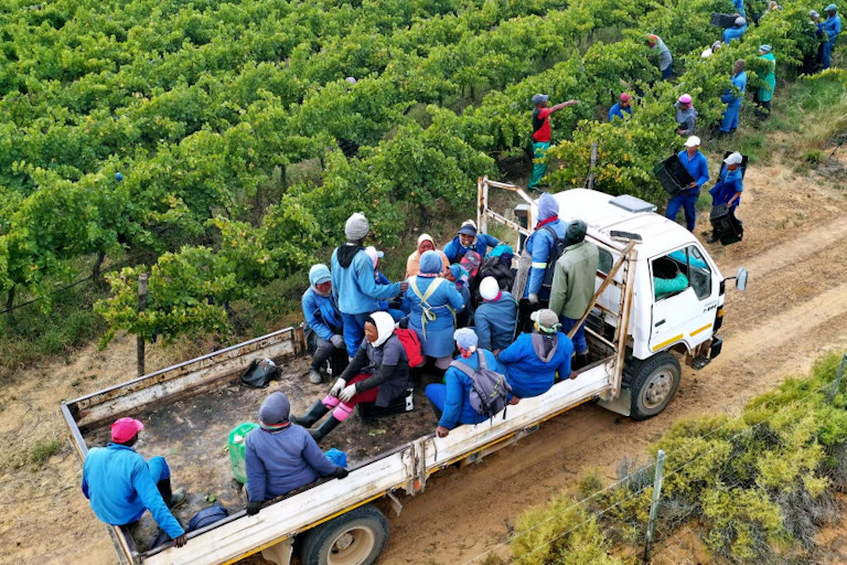 Seen from above, a truck in a vineyard, with workers in blue overalls
