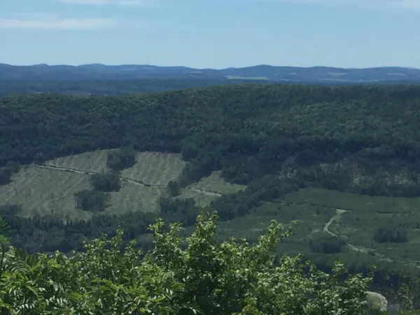 a view of a forest