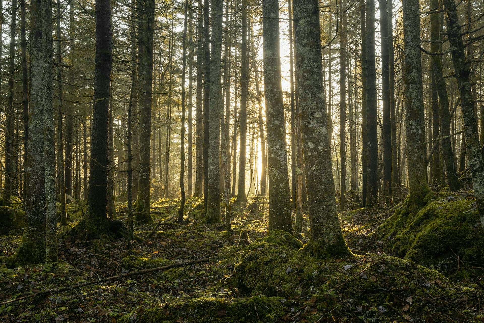 Vue sur une forêt de conifères et de feuillus