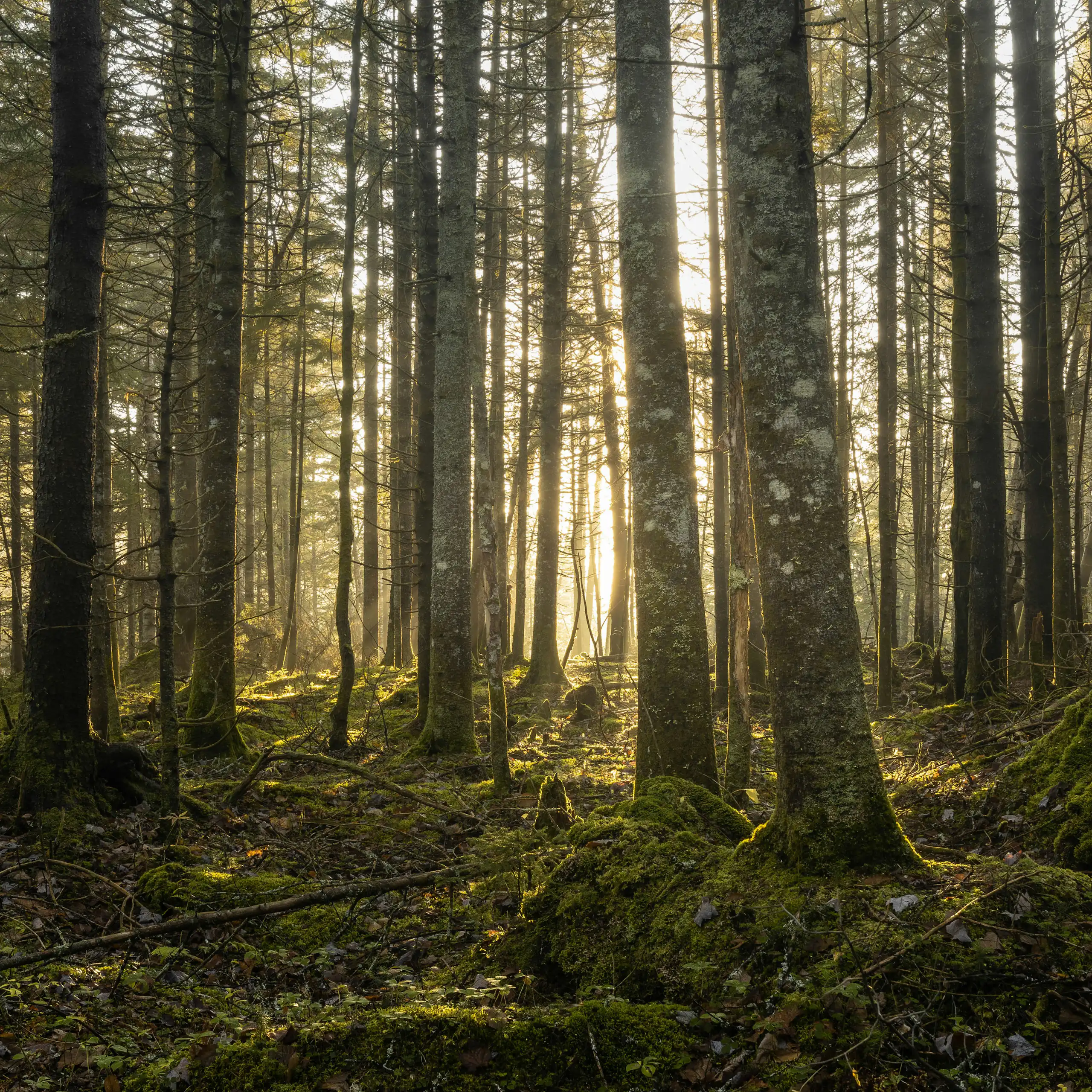 Vue sur une forêt de conifères et de feuillus