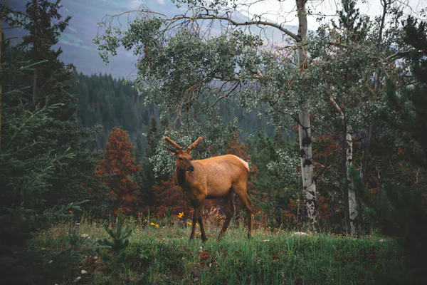 A deer standing in a forest