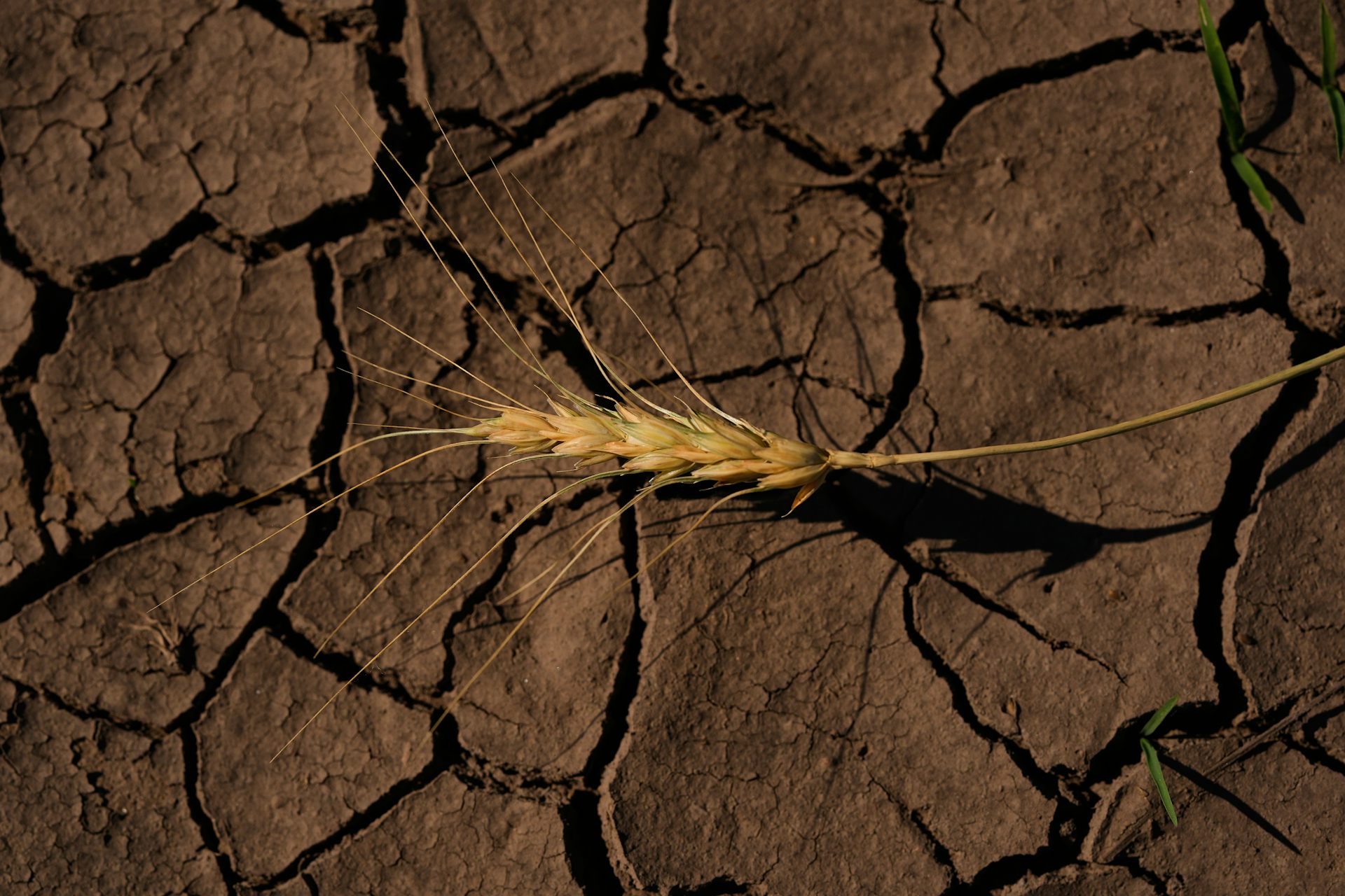 EduWireDaily — What happens when the world’s breadbaskets start failing simultaneously?