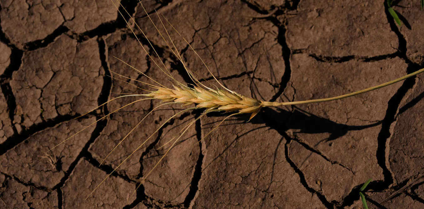 EduWireDaily — What happens when the world’s breadbaskets start failing simultaneously?
