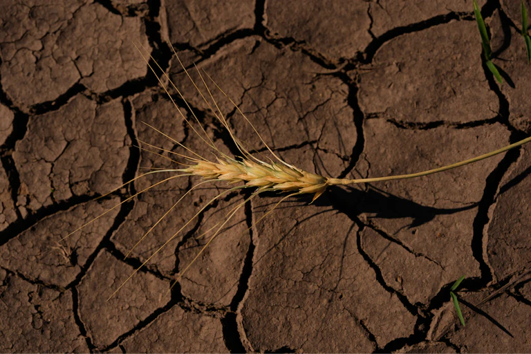 a stalk of wheat lies on cracked soil