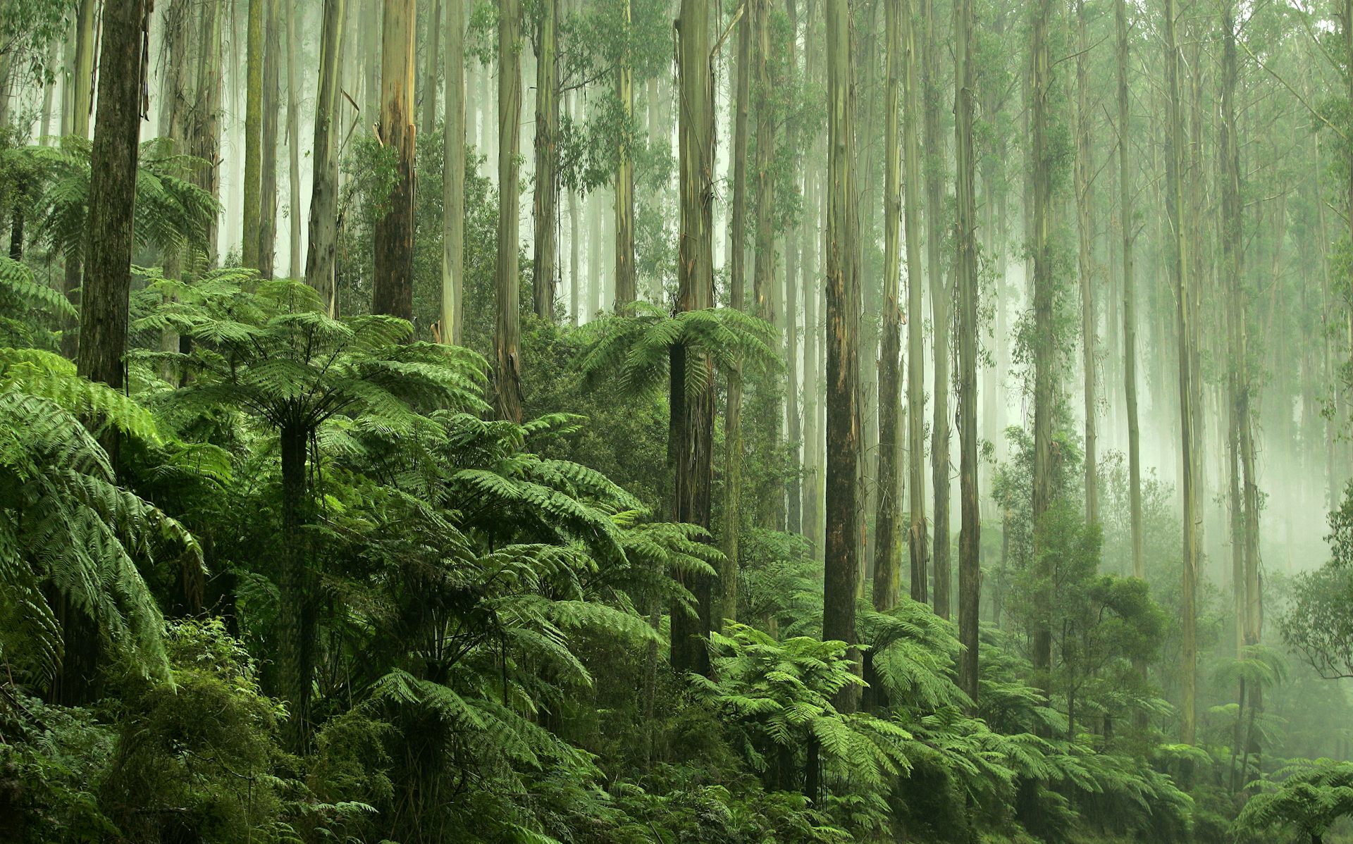 Australia’s old environment laws were a box-ticking exercise. Sadly, the new ones could be too
