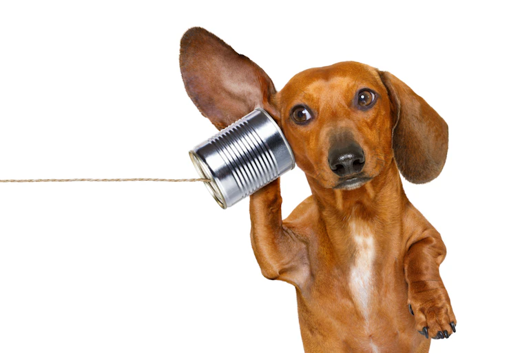 Un perro escucha algo desde una lata y levanta la oreja.