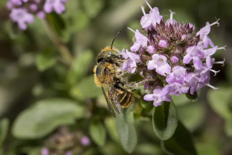 A bee on a pink flower head.