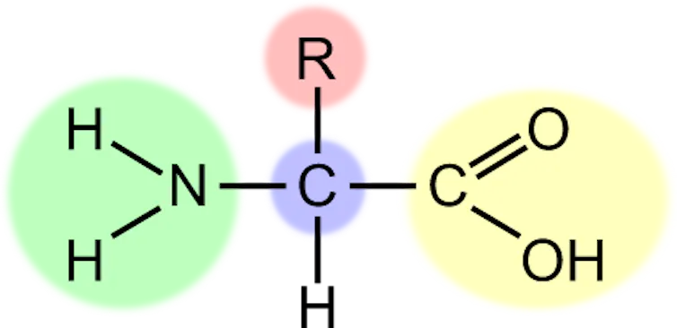 A chemical diagram showing the general structure of an amino acid.