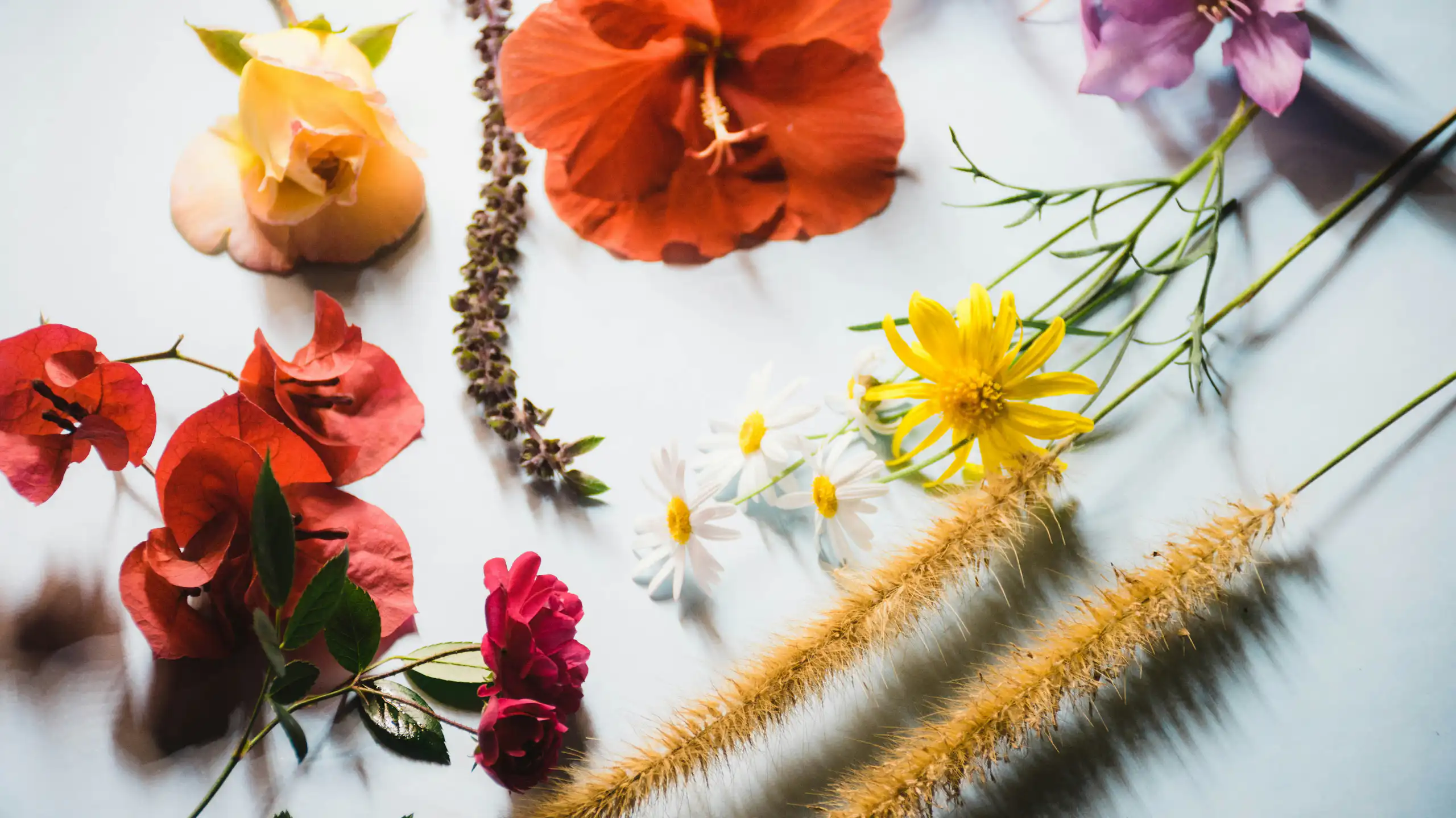 Various flowers arranged on a surface