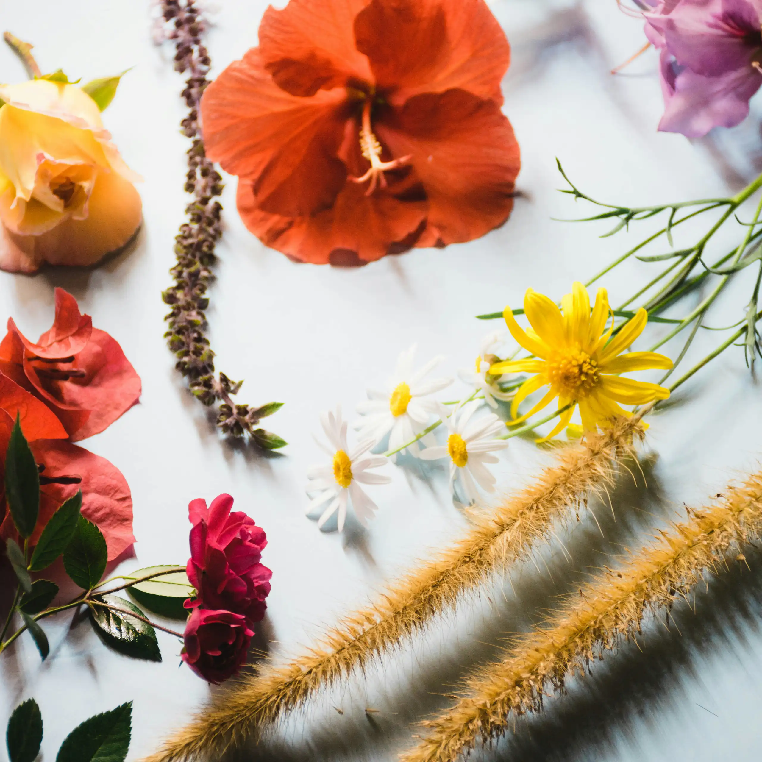 Various flowers arranged on a surface