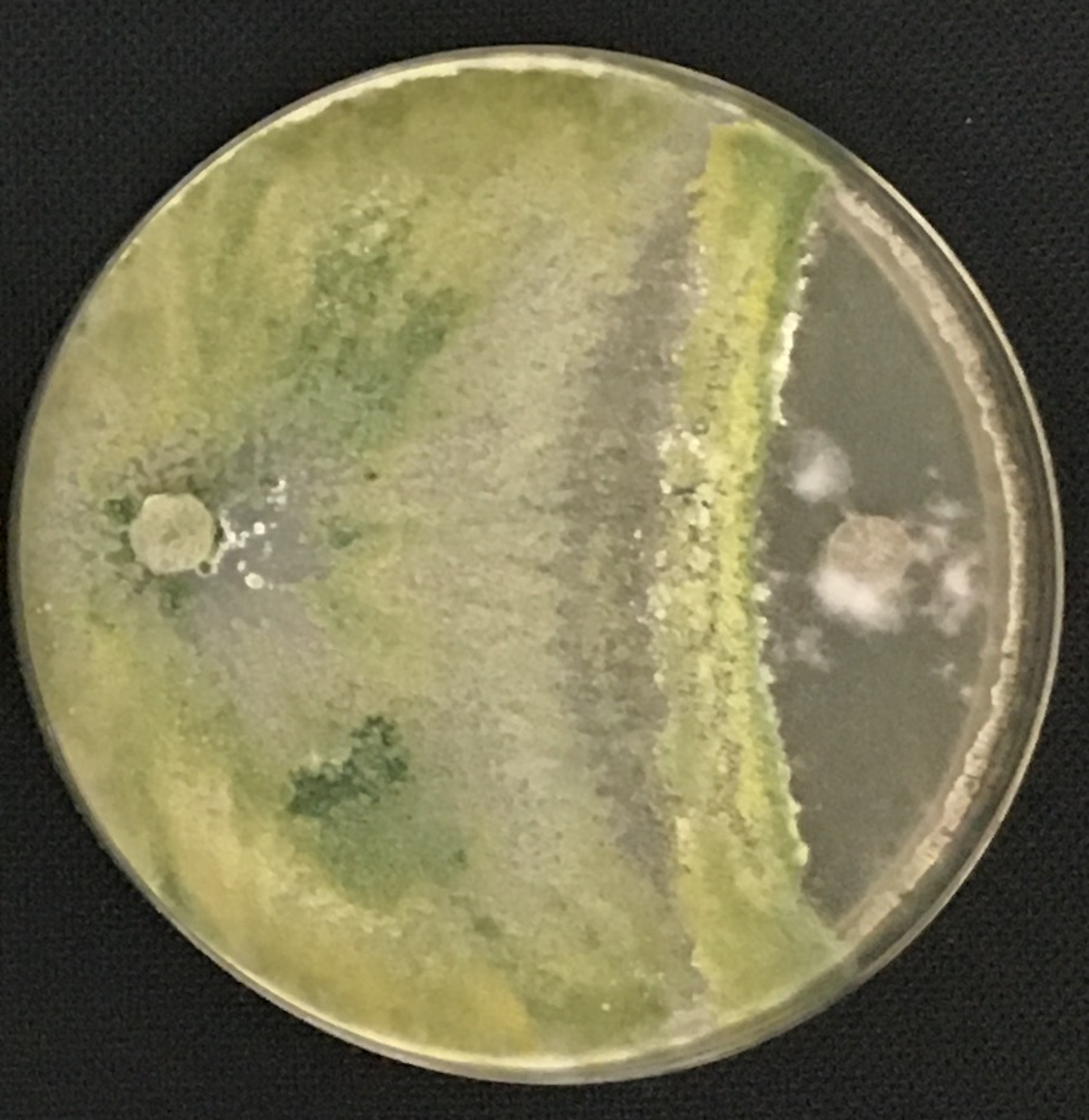 Placa de Petri que muestra el crecimiento de dos hongos. El de la izquierda, _Trichoderma_, creció más allá del centro de la placa y atacó al patógeno que crecía en el otro lado.