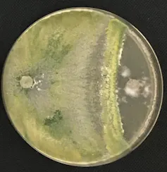 ¿Mis macarrones tienen micotoxinas? 1 Placa de Petri que muestra el crecimiento de dos hongos. El de la izquierda, _Trichoderma_, creció más allá del centro de la placa y atacó al patógeno que crecía en el otro lado.