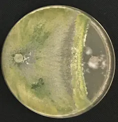 Placa de Petri que muestra el crecimiento de dos hongos. El de la izquierda, _Trichoderma_, ha crecido más allá de la mitad de la placa y ha invadido al patógeno que está creciendo al otro lado