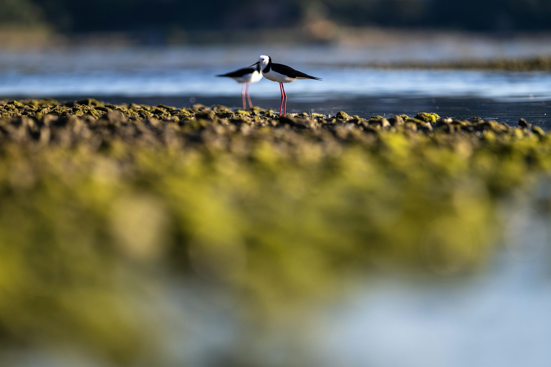 NZ’s ‘light-touch’ approach to voluntary carbon and nature markets may unlock finance but risks credibility