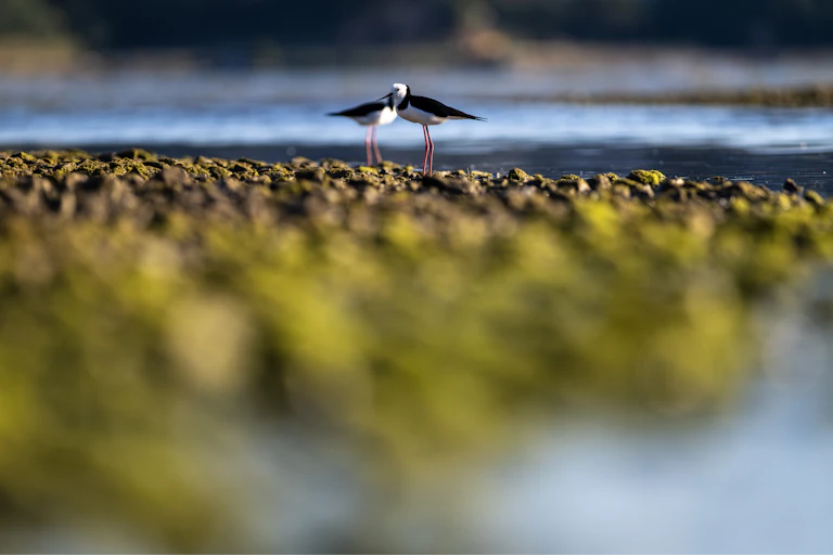 Two pied stilts standing on a mossy bank in a wetland