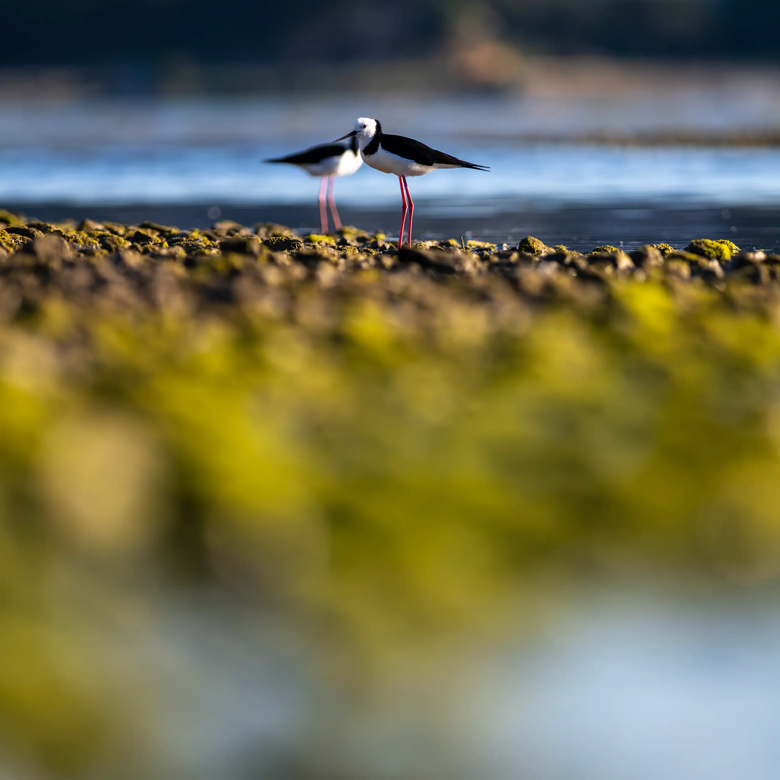 Two pied stilts standing on a mossy bank in a wetland