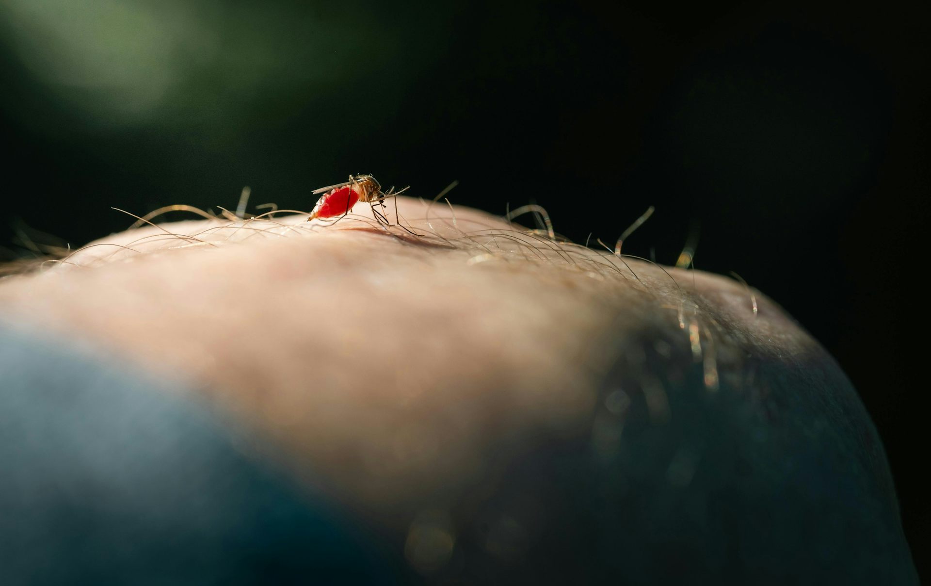 Mosquitoes learn to link the smell of DEET with a blood meal – new study