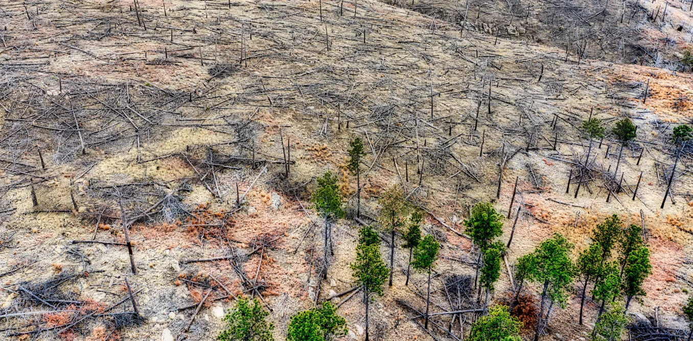 Paradoks Transisi Energi: Ekspansi Bioenergi di Papua Ancam Masyarakat Adat dan Hutan
