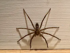 A huntsman spider resting on the authors wall.