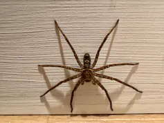A huntsman spider resting on the authors wall.