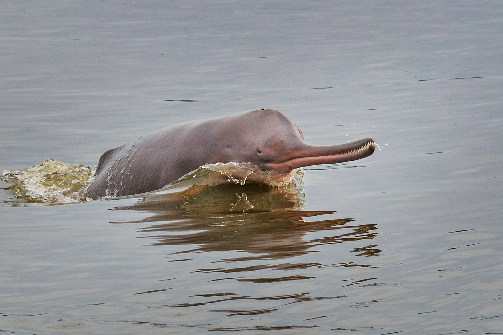 dolphin in river