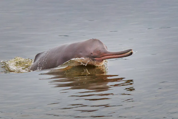 A perilous dam-building race is threatening South Asia’s shared rivers 2 dolphin in river