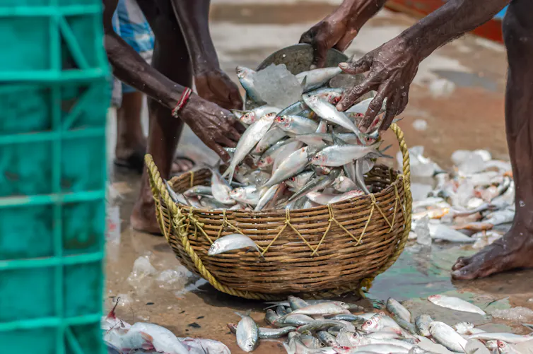 A perilous dam-building race is threatening South Asia’s shared rivers 3 fish in market basket